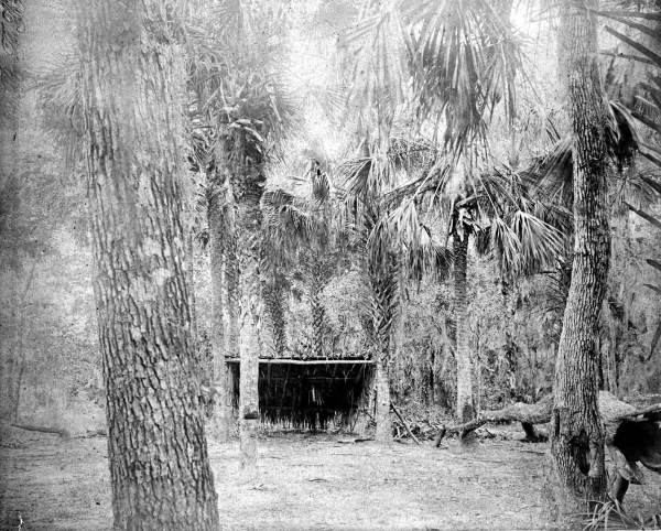 Thatched hut in a wooded area