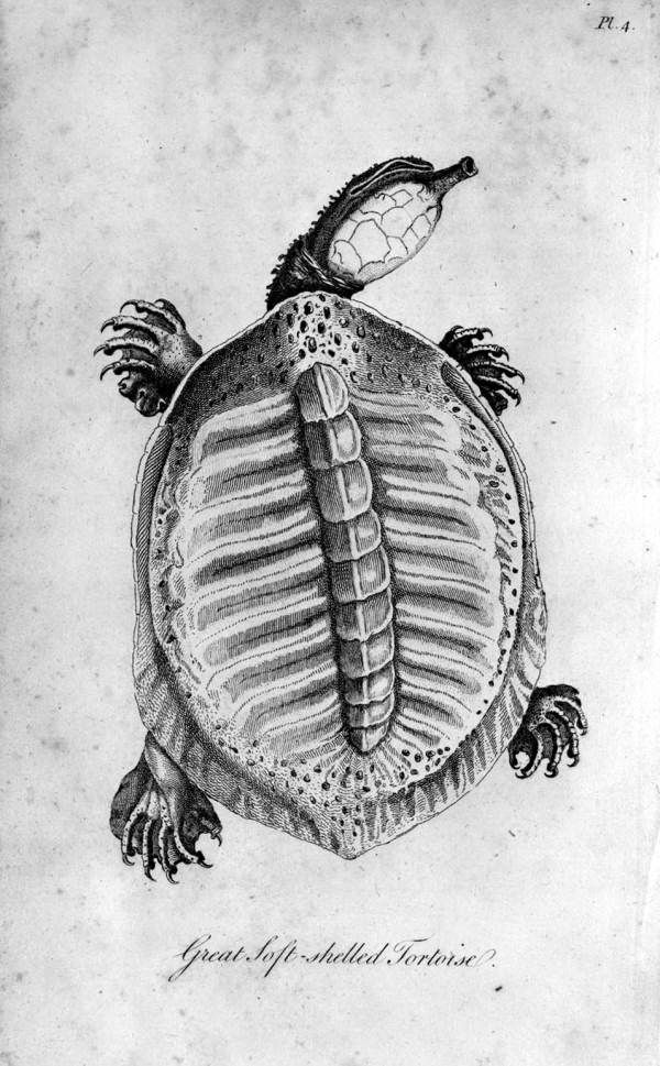 Drawing of a great soft-shelled tortoise by William Bartram