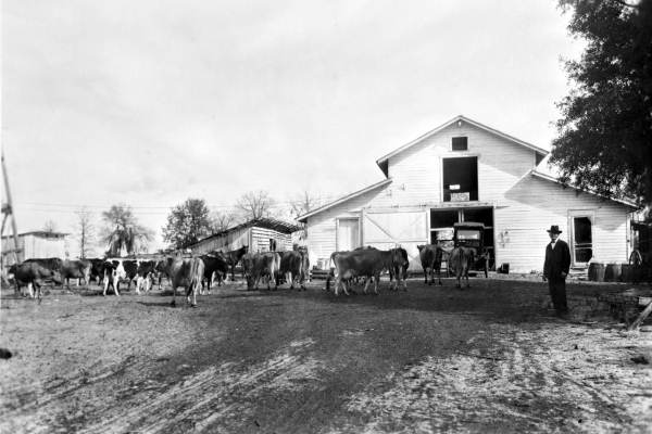 Dean's Dairy herd - DeLand, Florida