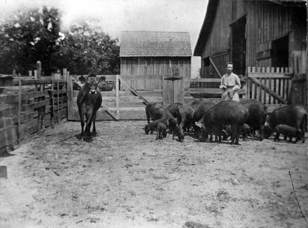 Mamie Bryan on the farm - Woodville, Florida.