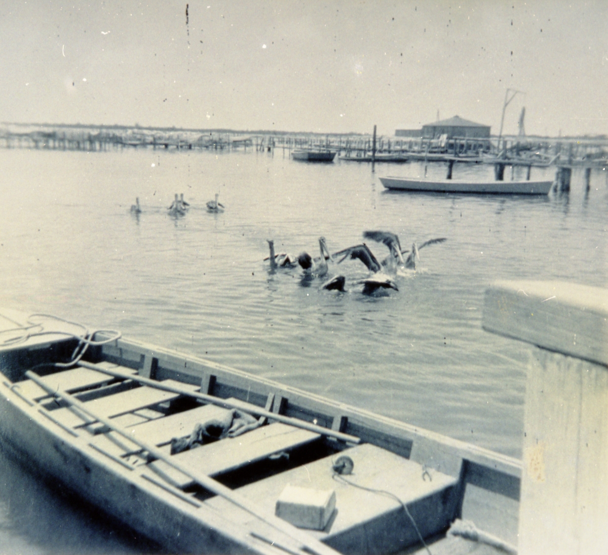 Pelicans in the water - Cortez, Florida