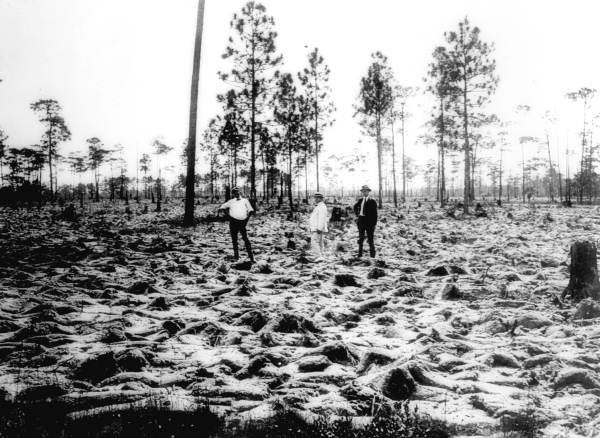 Land being cleared in North Farm - Okaloosa County, Florida