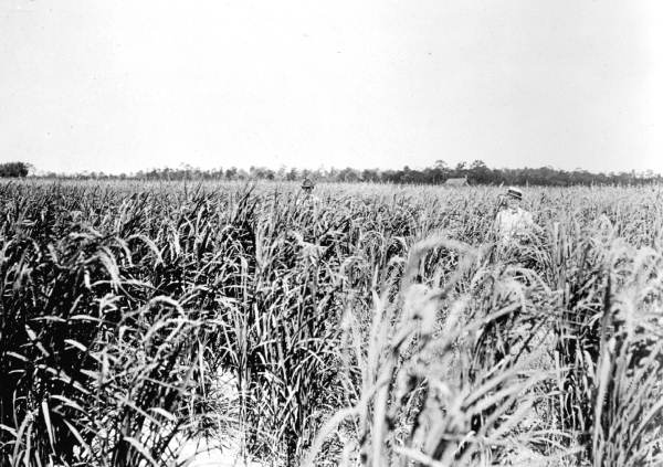 Rice field at South Farm - Okaloosa County, Florida