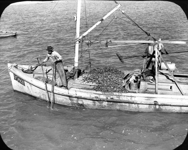 Man gathering oysters - Apalachicola, Florida.