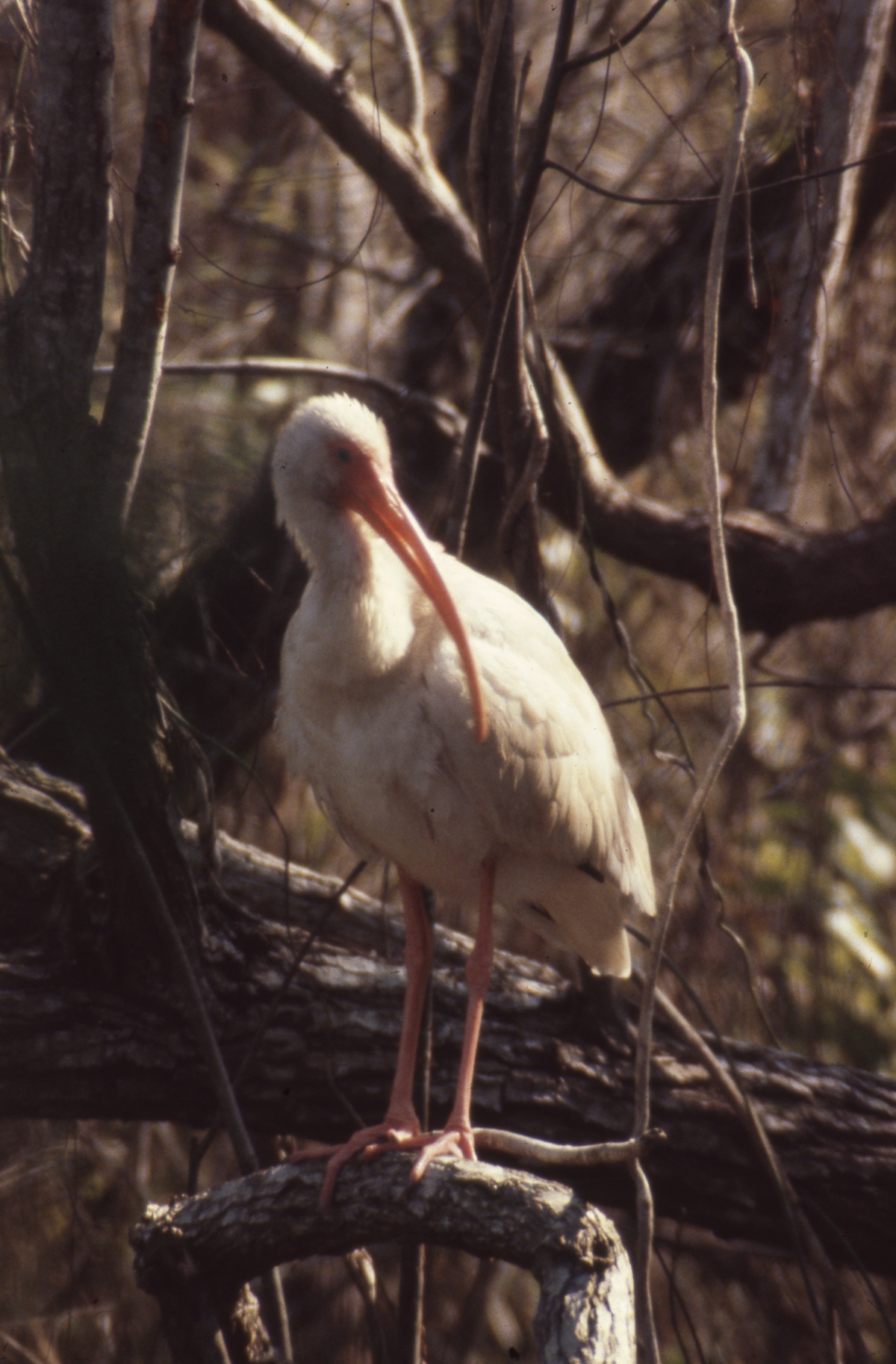 White ibis in Shark Valley at the park - Everglades National Park, Florida