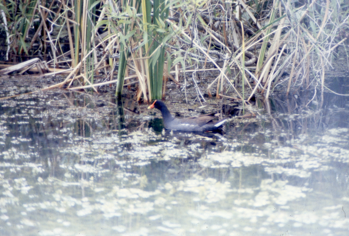 Florida Gallinule in Shark Valley at the park - Everglades National Park, Florida