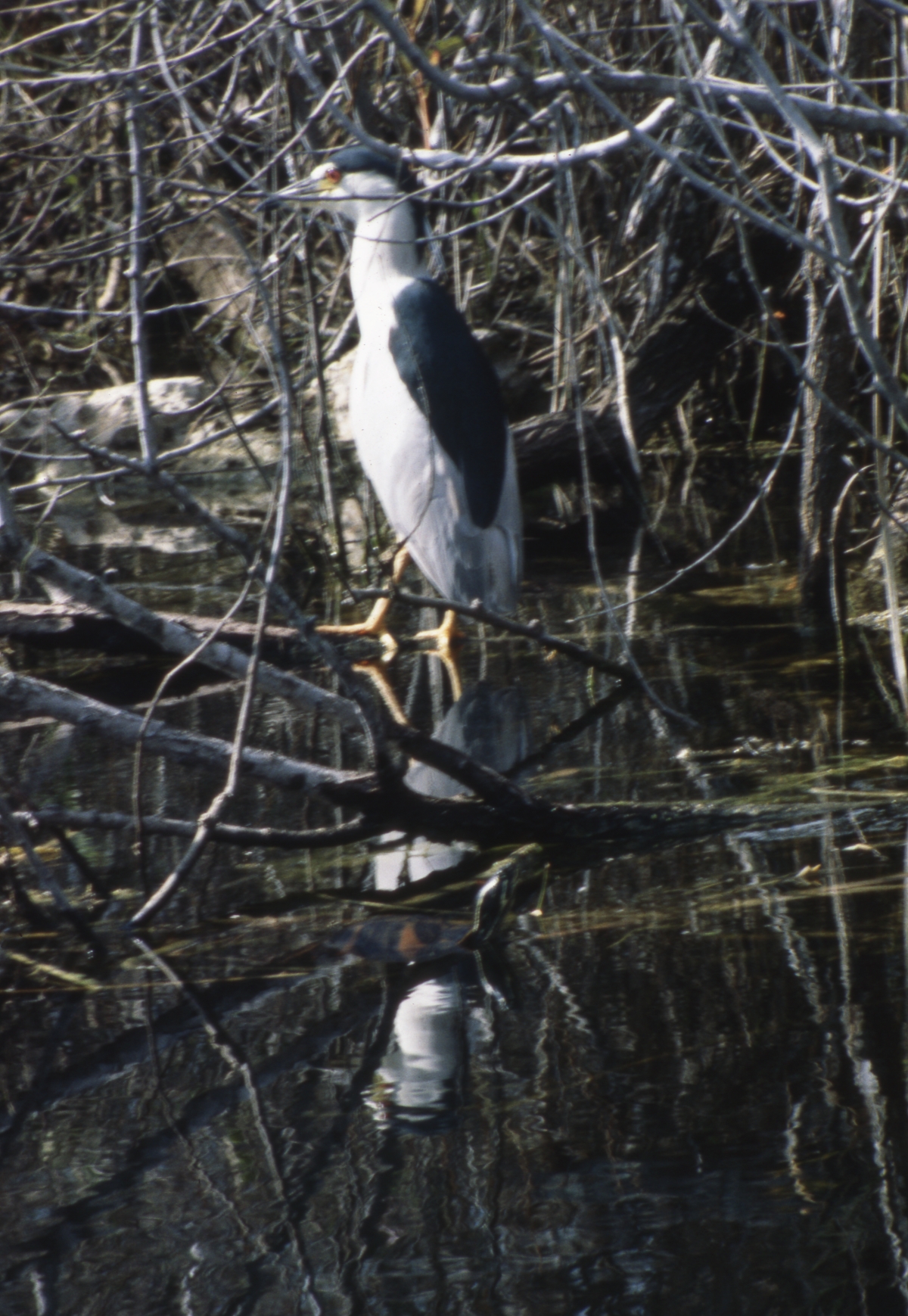 Black-crowned night heron at Shark Valley - Everglades National Park, Florida