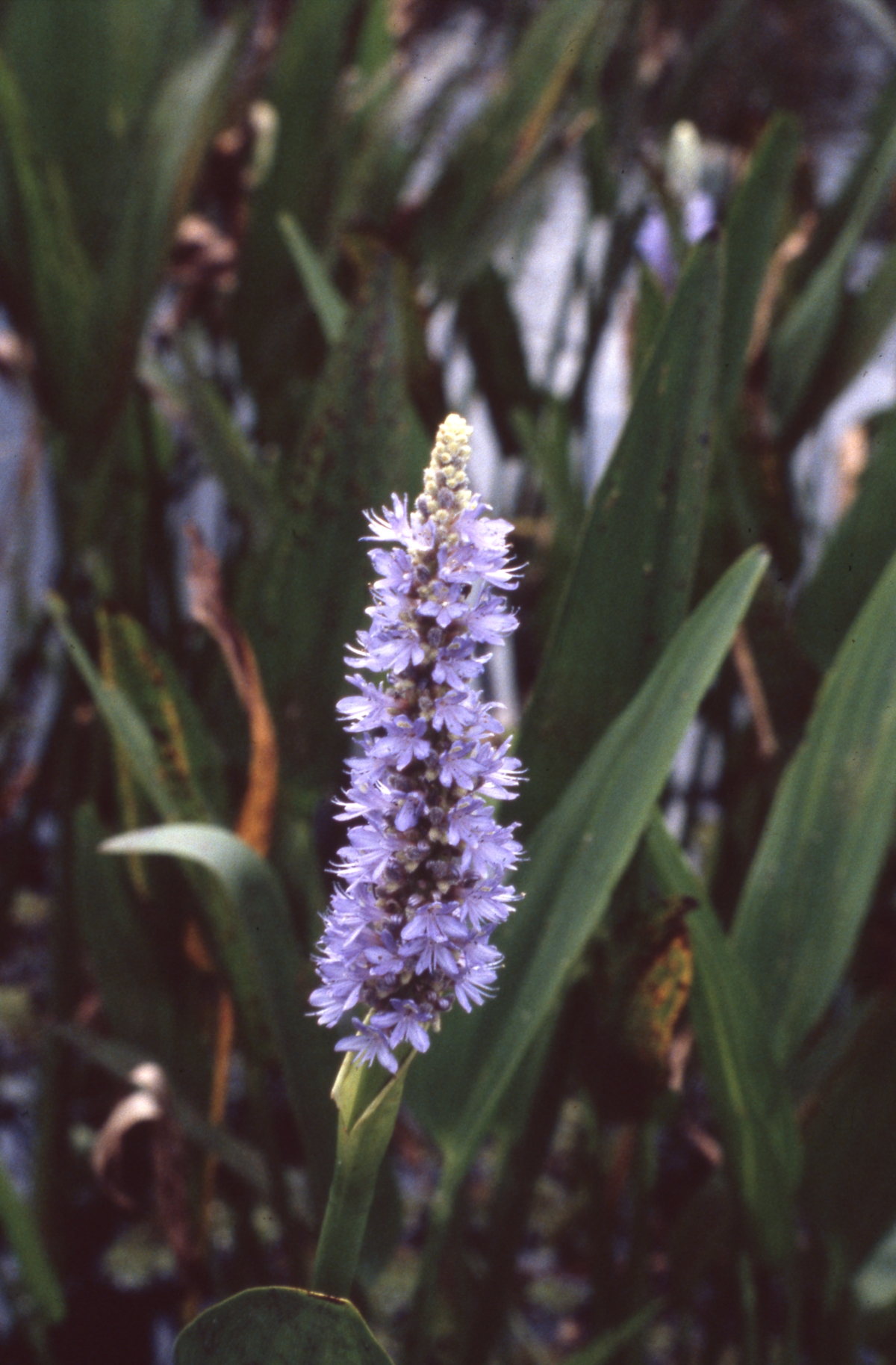 Pickerelweed in Shark Valley - Everglades National Park, Florida