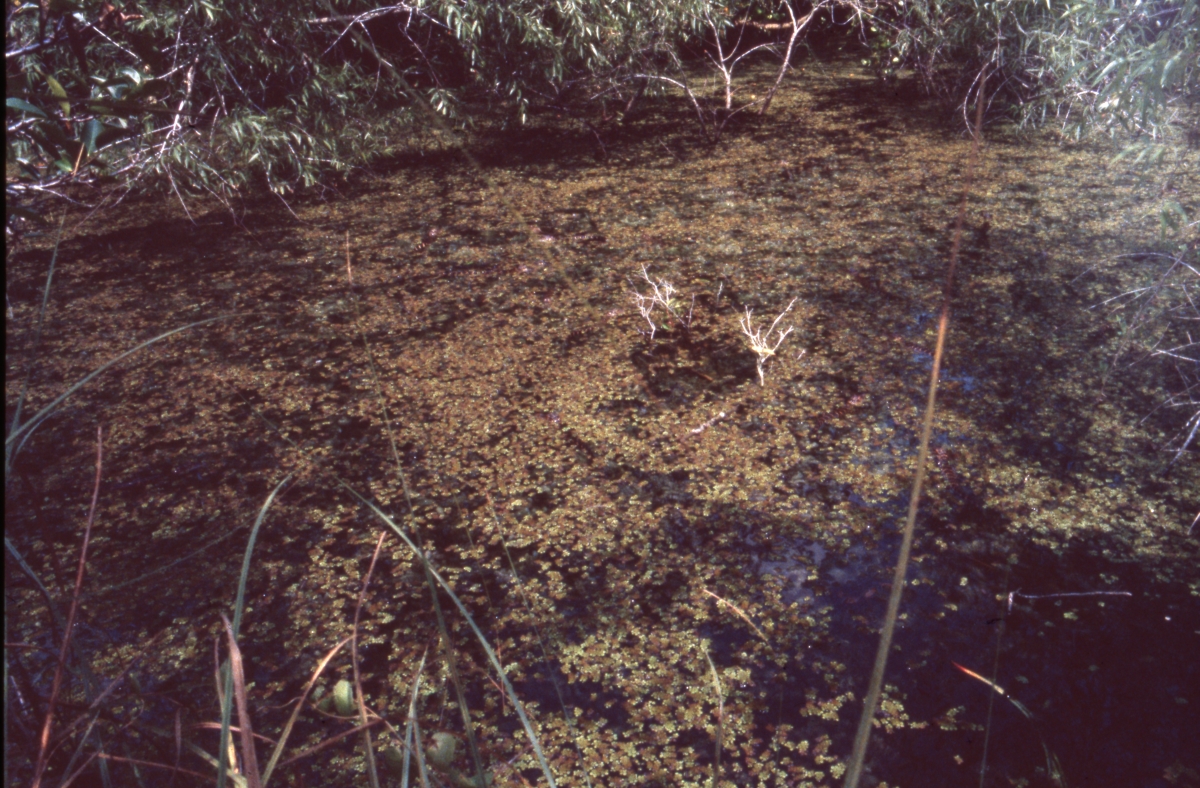Duckweeds in Shark Valley - Everglades National Park, Florida