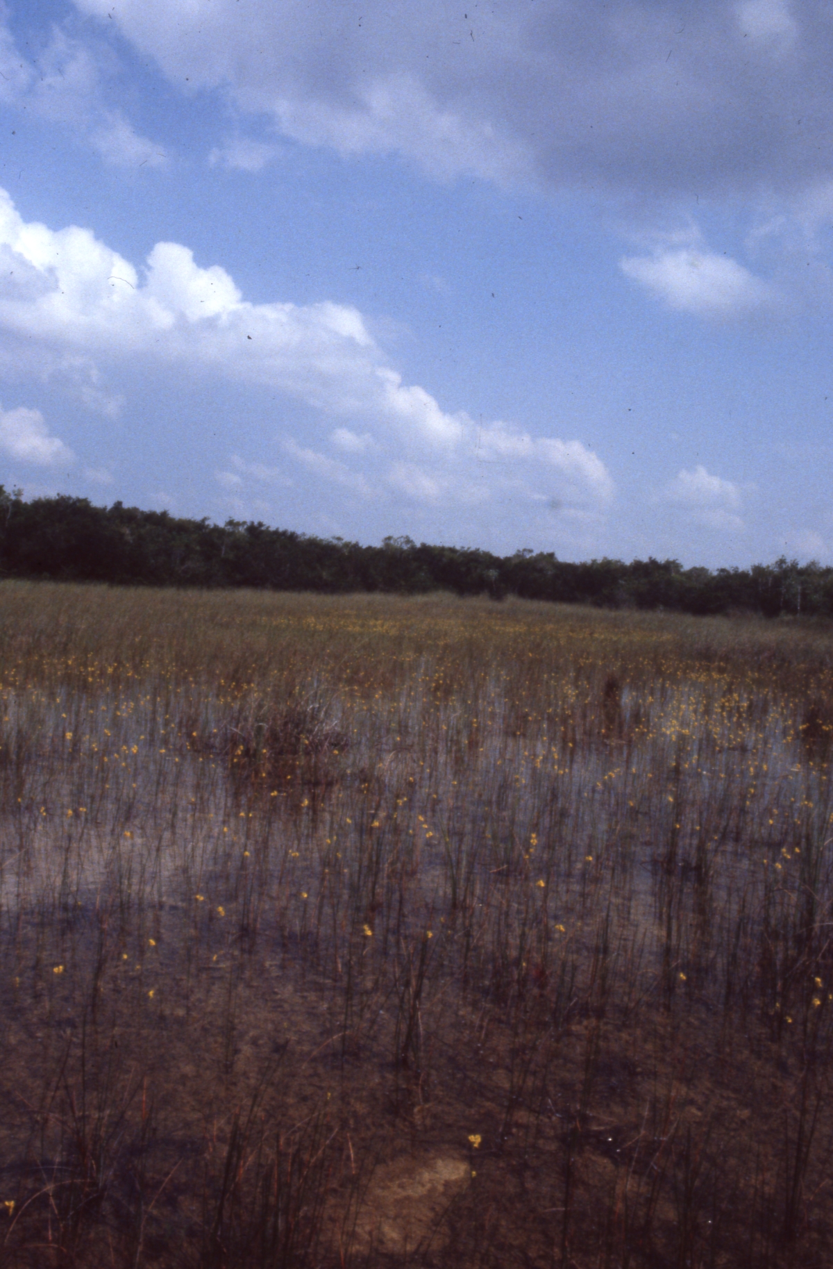 Wet prairie land at Shark Valley - Everglades National Park, Florida