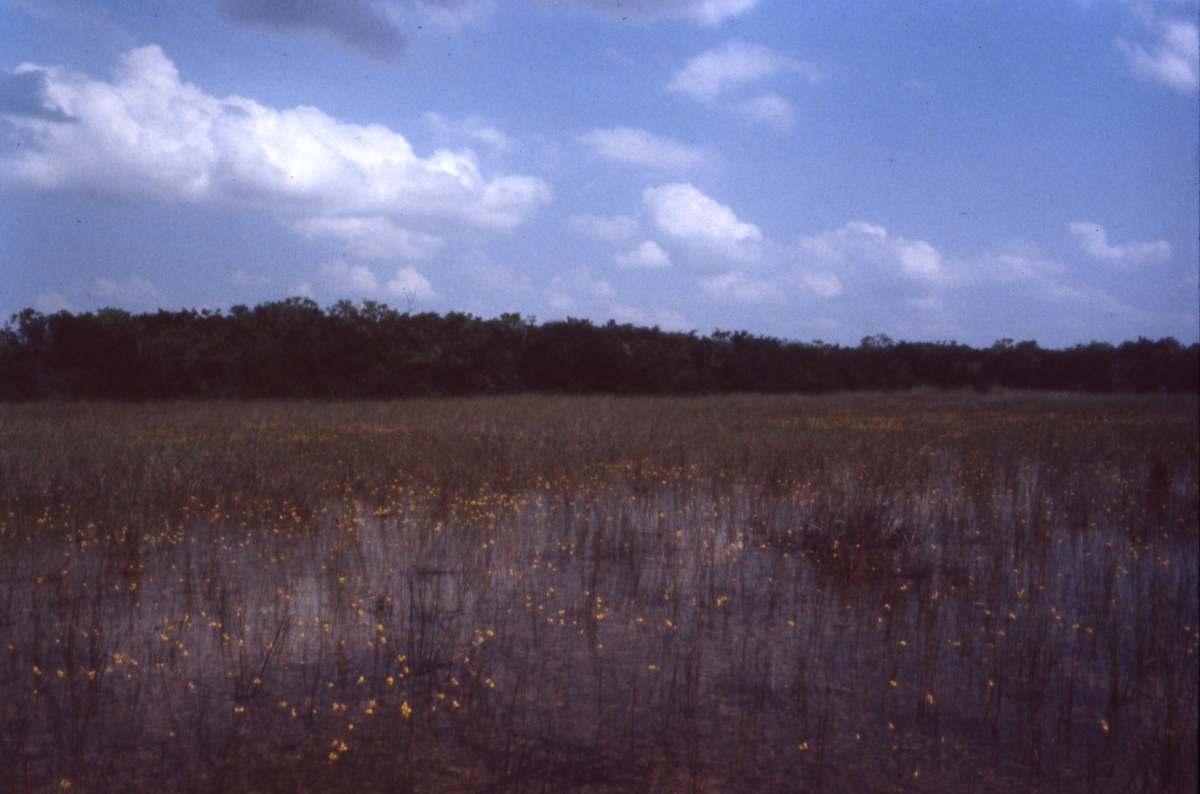 Wet prairie land at Shark Valley - Everglades National Park, Florida