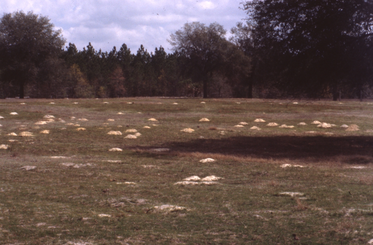 Gopher mounds - Levy County, Florida