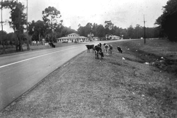 Cows on a Florida road prior to fencing laws