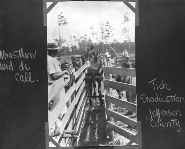 Mule entering a tick eradication vat - Jefferson County, Florida