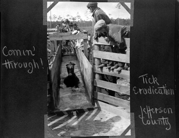 Mule in a tick eradication vat - Jefferson County, Florida