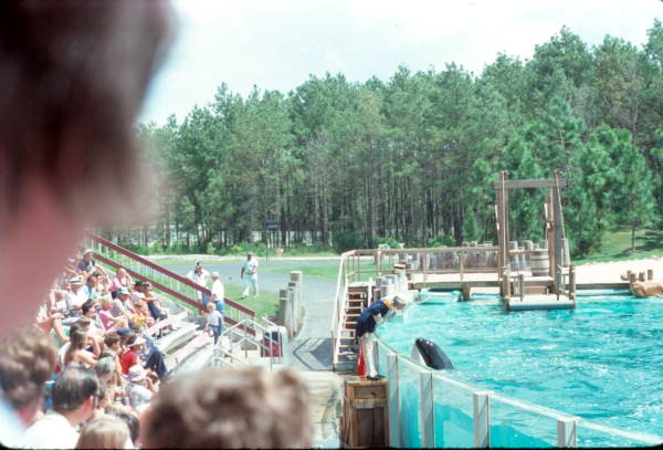 Killer whale greets one of the trainers - Orlando, Florida .