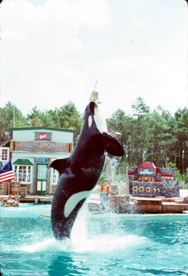 Killer whale performs at Sea World - Orlando, Florida .