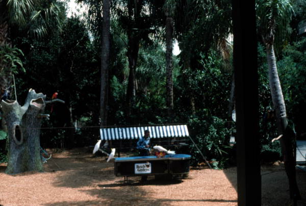 Bird show at Busch Gardens - Tampa, Florida .
