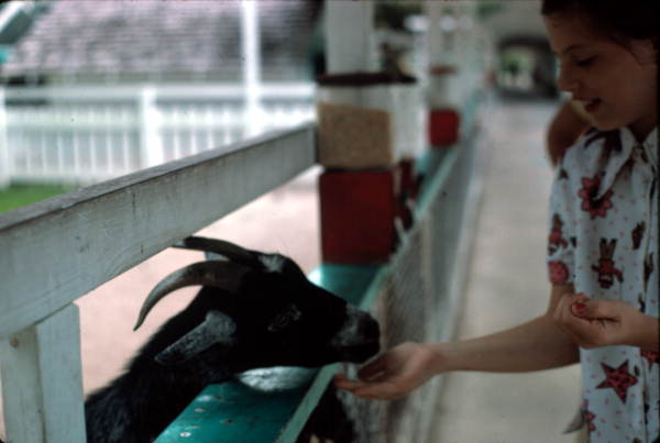 Girl feeds the goat at Gatorland - Orlando, Florida .