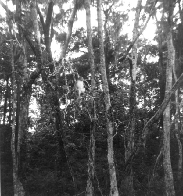 Monkey in a tree at Silver Springs amusement park - Ocala, Florida.