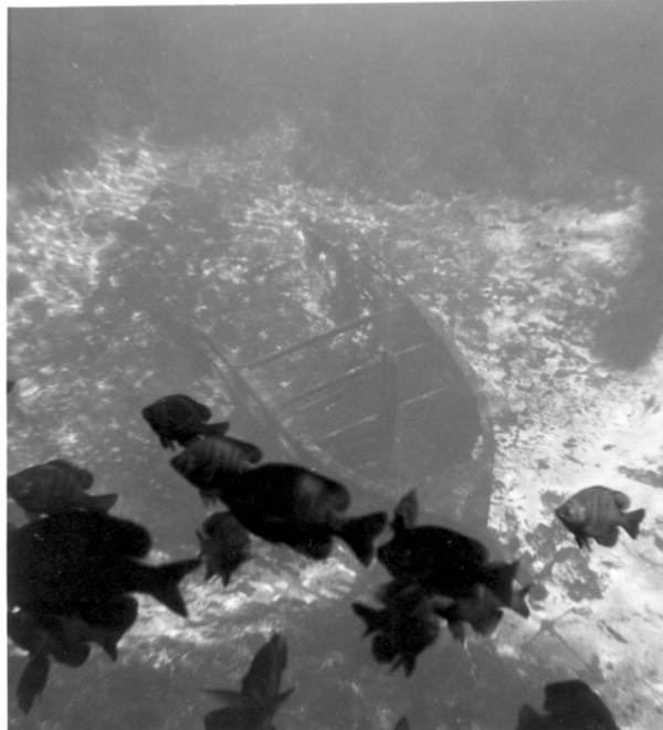 Fish swimming by shipwreck at Silver Springs amusement park - Ocala, Florida.