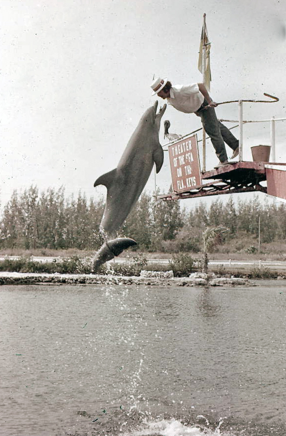 Dolphin performing at Theater of the Sea - Islamorada, Florida.