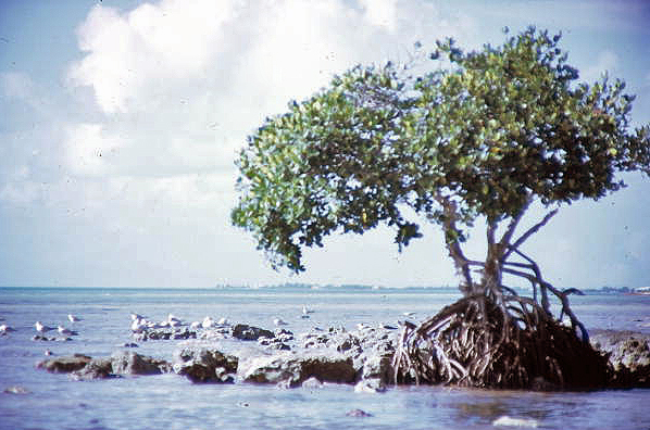 Trees at Long Key State Park