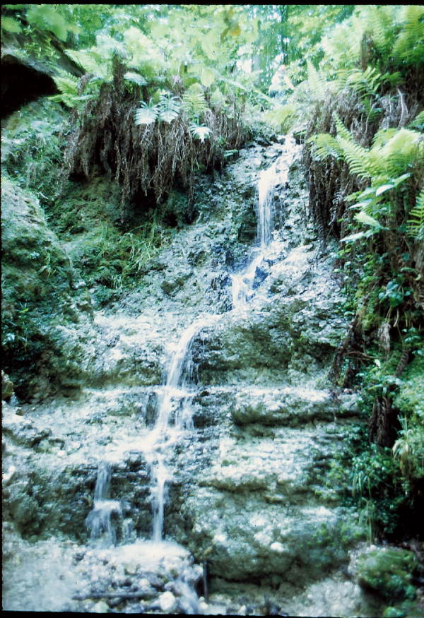 Waterfall at Devil's Millhopper - Gainesville, Florida
