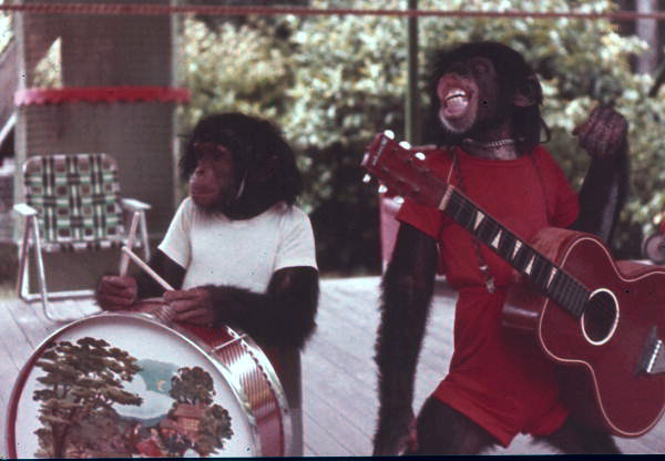 Chimpanzees at Monkey Jungle doing Beatles impersonation.