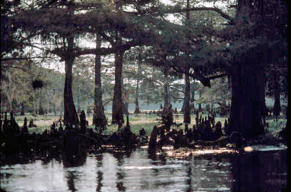 View of Fisheating Creek - Glades County, Florida