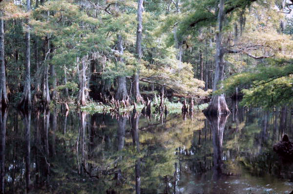 Shore of Fisheating Creek - Glades County, Florida