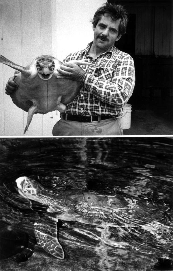 Jack Rudloe with ridley turtles - Tallahassee, Florida