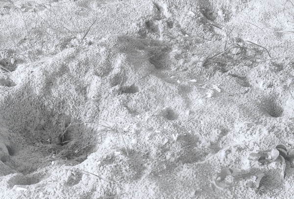 Disturbed loggerhead turtle nest - Little Talbot Island, Florida .