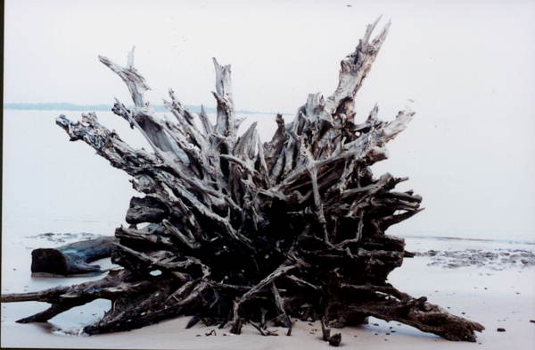Root system of fallen tree at Big Talbot Island State Park - Jacksonville, Florida .