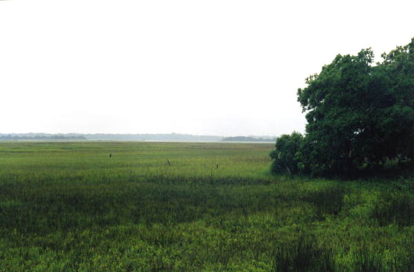 Marshes at Big Talbot Island State Park - Jacksonville, Florida .