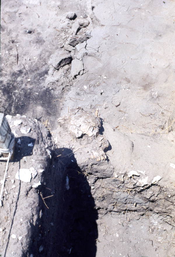 Excavation at Warm Mineral Springs.