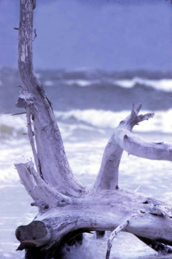 Close-up view of driftwood - Sarasota, Florida