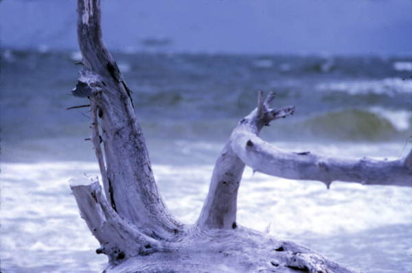 Close-up view of driftwood - Sarasota, Florida