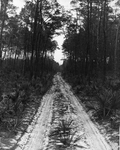 Dirt road in a forest - Big Scrub, Florida