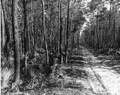 Dirt road in a forest