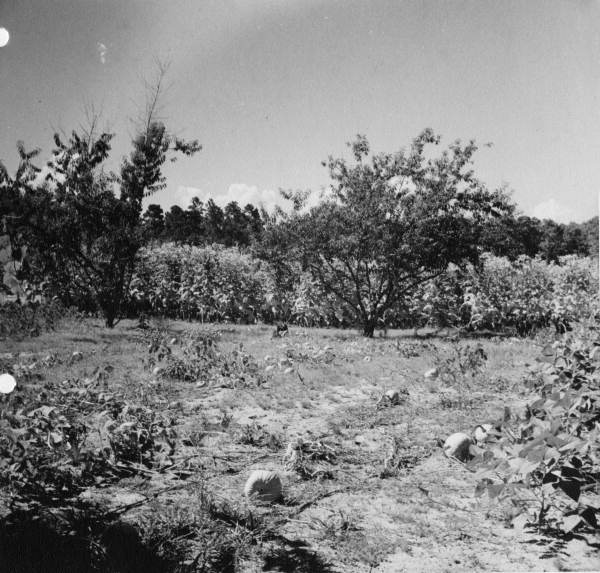 Crop fields at Baxter Place