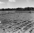Crop fields at Baxter Place