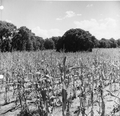 Crop fields at Baxter Place
