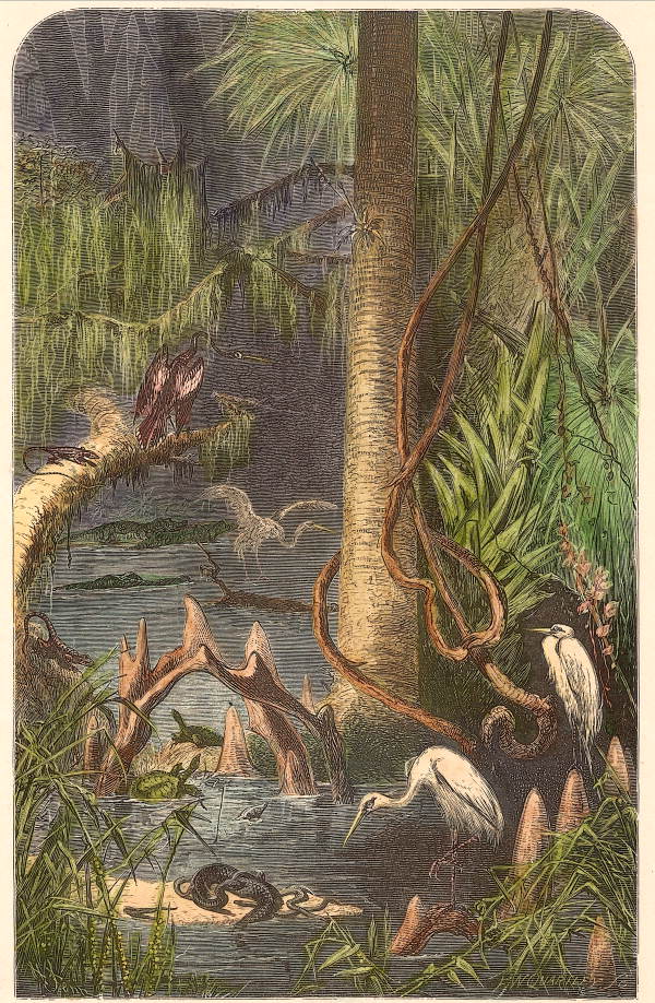 A Florida Swamp.
