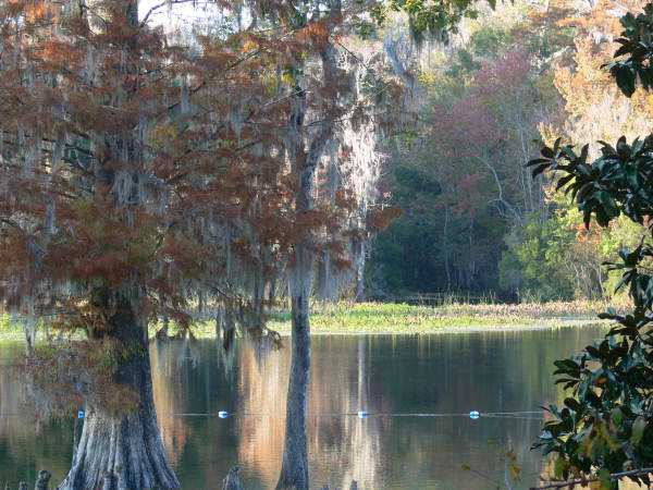 Scenic view at the Edward Ball Wakulla Springs State Park