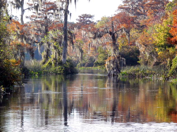 Scenic view at the Edward Ball Wakulla Springs State Park