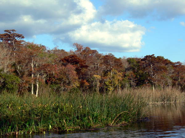 Scenic view at the Edward Ball Wakulla Springs State Park