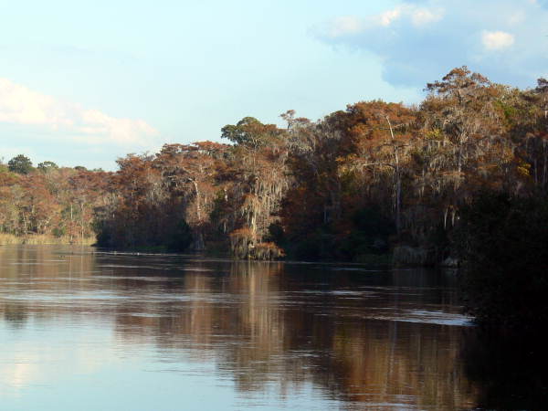 Scenic view at the Edward Ball Wakulla Springs State Park