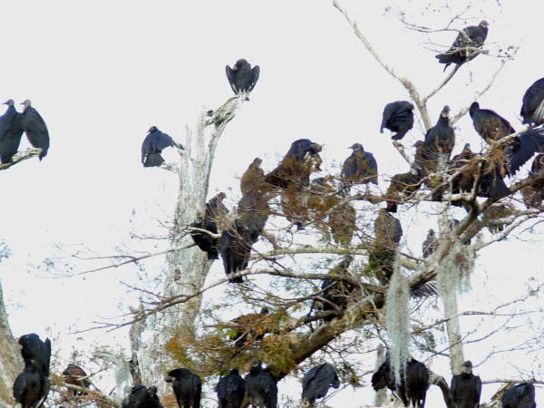 View of black vultures at the Edward Ball Wakulla Springs State Park