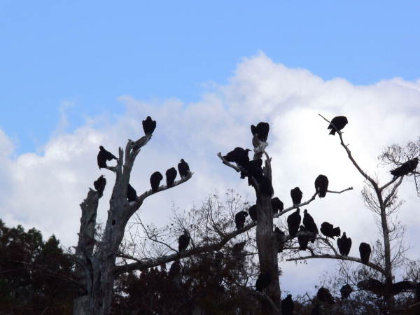 View showing black vultures at the Edward Ball Wakulla Springs State Park